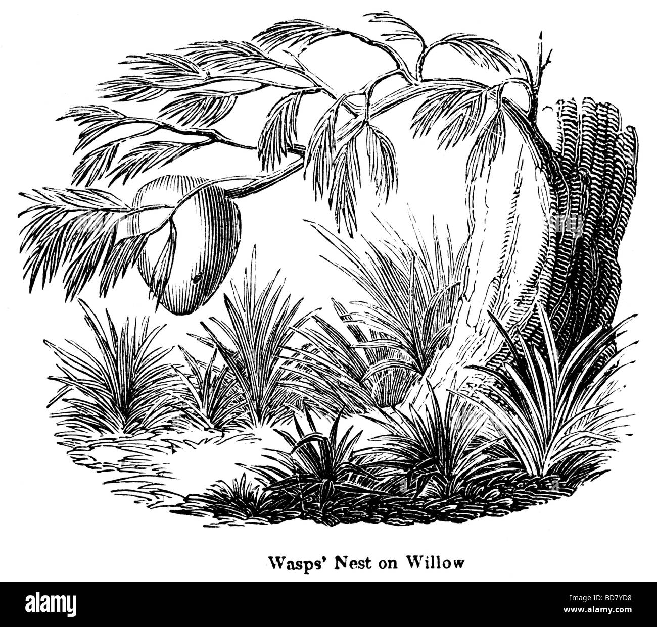 Nido di vespe su willow Foto Stock