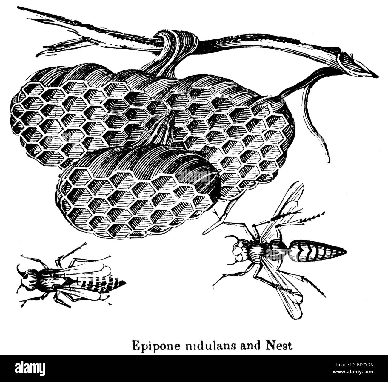 Epipone nidulans e nido Foto Stock