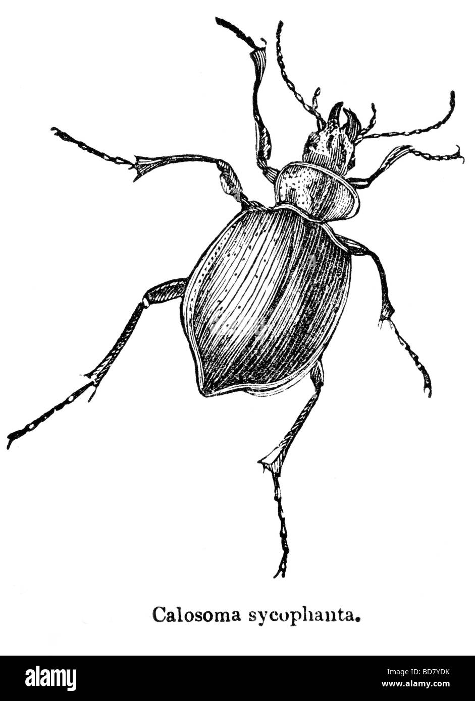 Calosoma sycophanta Foto Stock