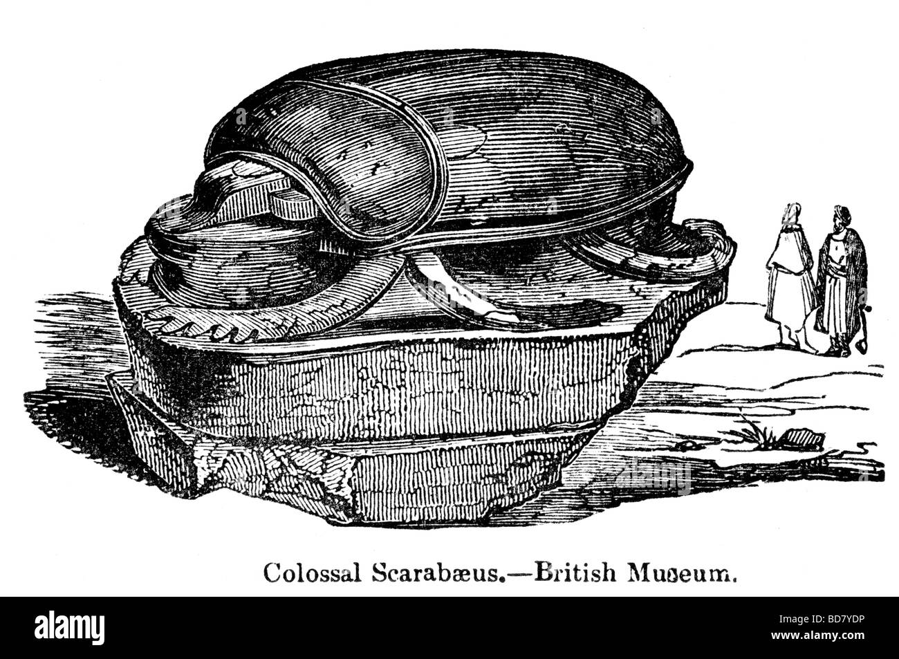 Scarabaeus colossale Museo Britannico Foto Stock