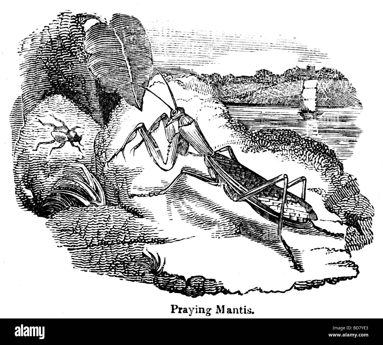 mantis di preghiera Foto Stock