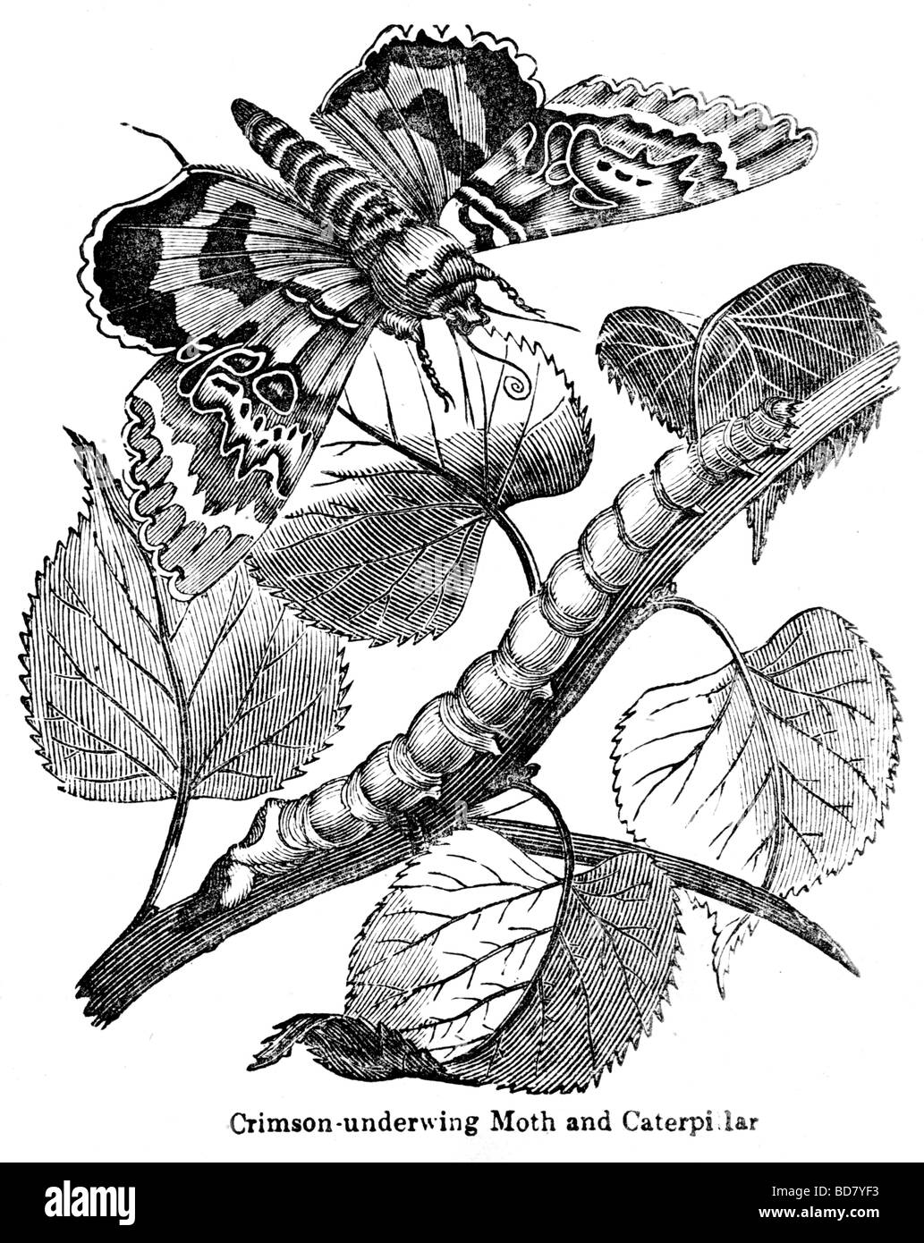 Crimson underwing tignola e caterpillar Foto Stock