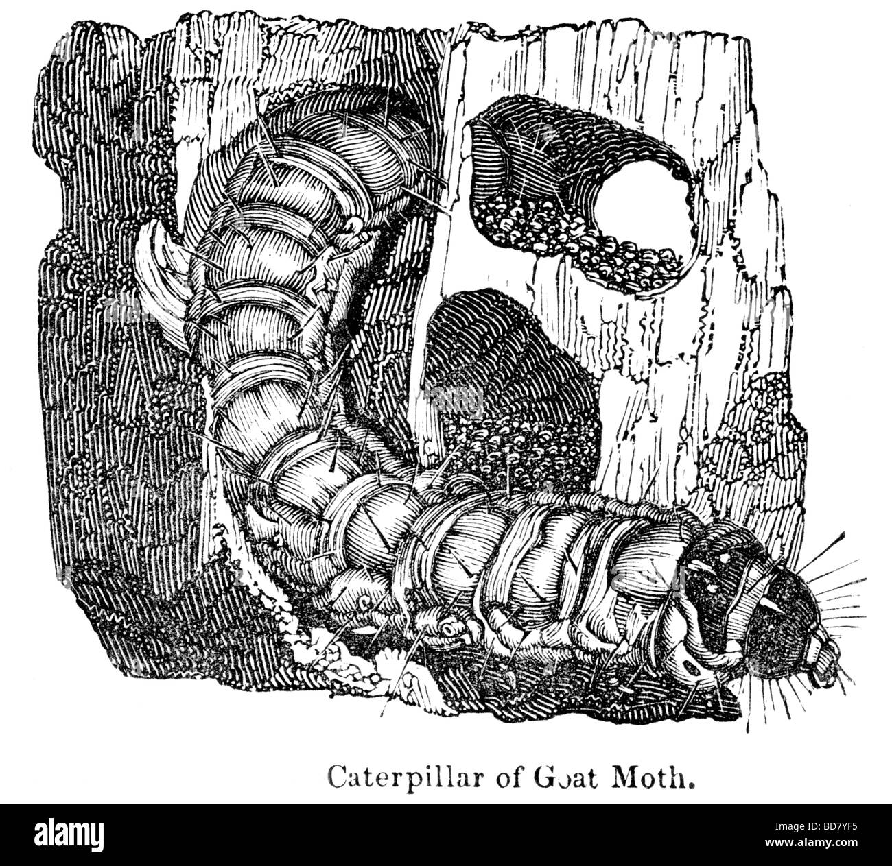 Caterpillar è di capra moth Foto Stock