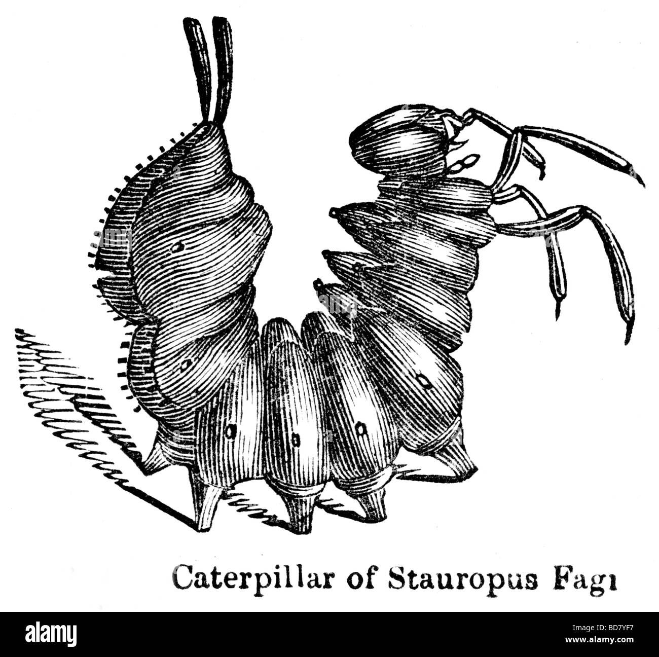 Caterpillar di stauropus fagi Foto Stock