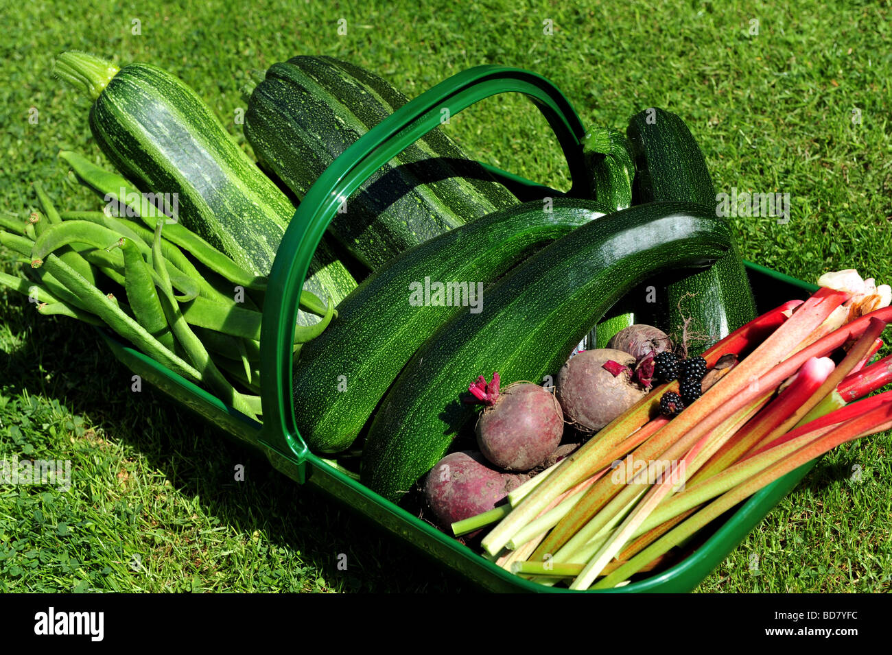 Un cesto pieno di freschi ortaggi prelevati dal giardino Foto Stock