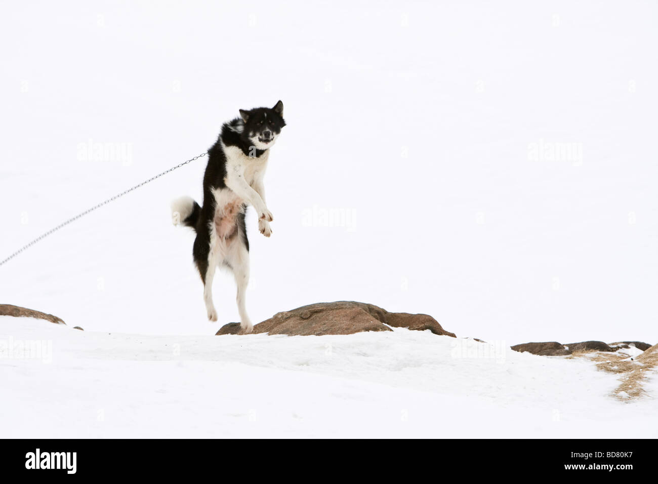 Husky in Kulusuk, Groenlandia Foto Stock