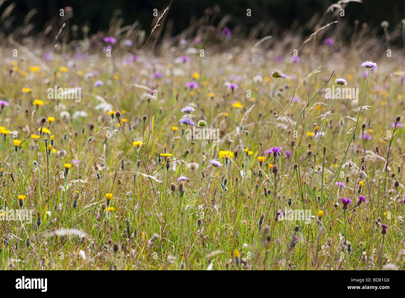 Wildflower prato in tarda estate. Dorset, Regno Unito. Foto Stock