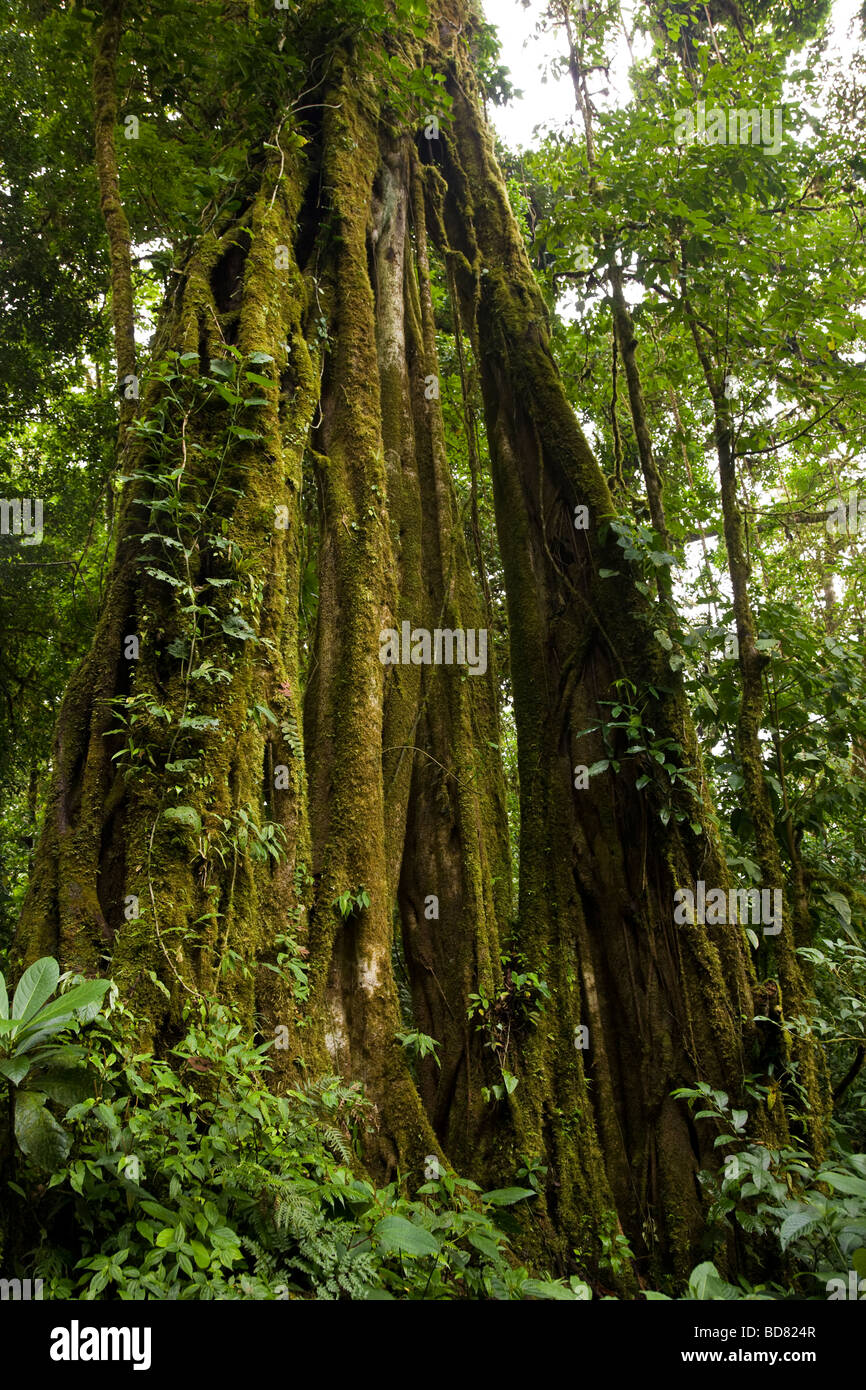 Strangler Fig (Ficus aurea) crescente nella Monteverde Cloud Forest Riserve, Costa Rica. Foto Stock