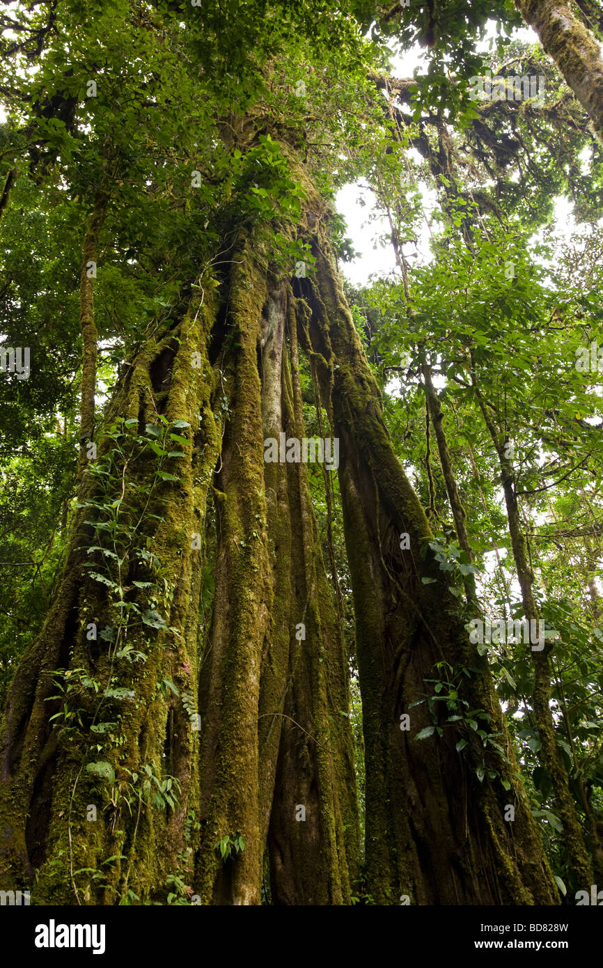 Strangler Fig (Ficus aurea) crescente nella Monteverde Cloud Forest Riserve, Costa Rica. Foto Stock