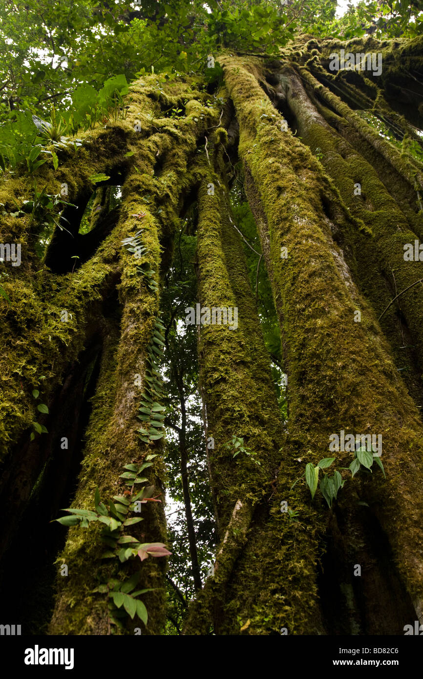 Strangler Fig (Ficus aurea) crescente nella Monteverde Cloud Forest Riserve, Costa Rica. Foto Stock