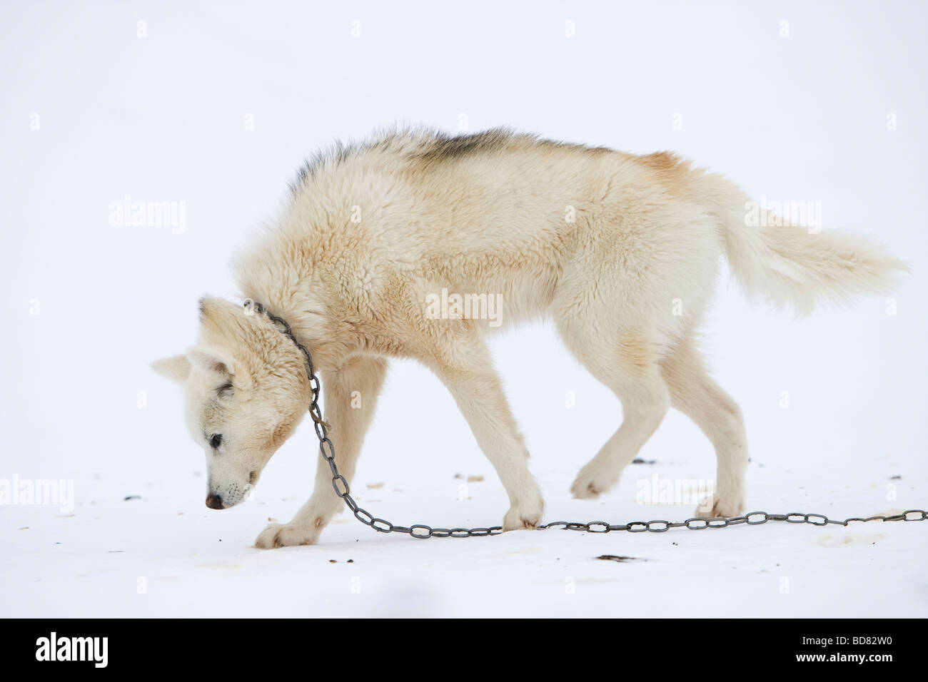 Husky in Kulusuk, Groenlandia Foto Stock