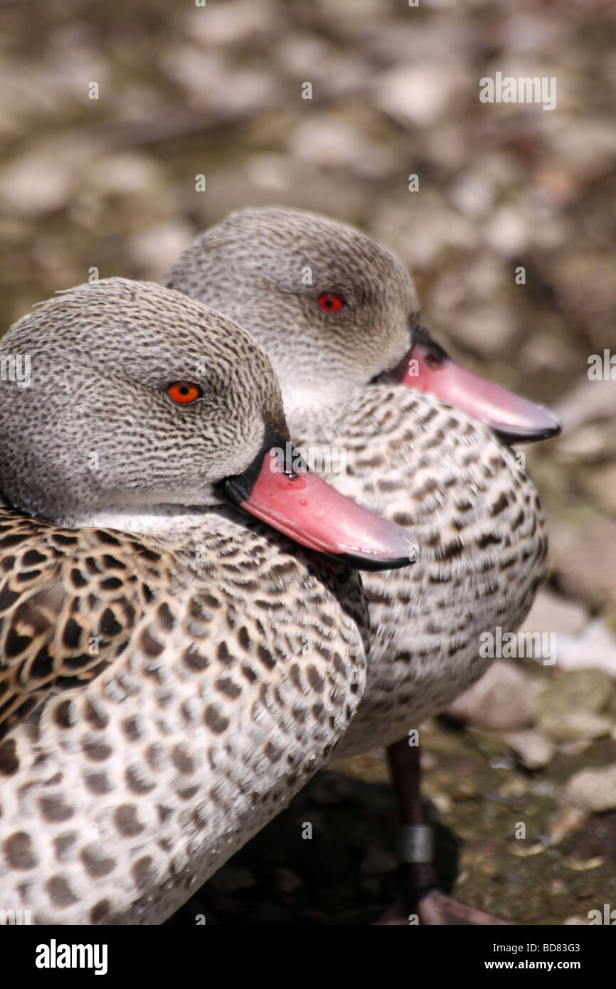 Due Cape Teal Anas capensis prese a Martin mera WWT, LANCASHIRE REGNO UNITO Foto Stock