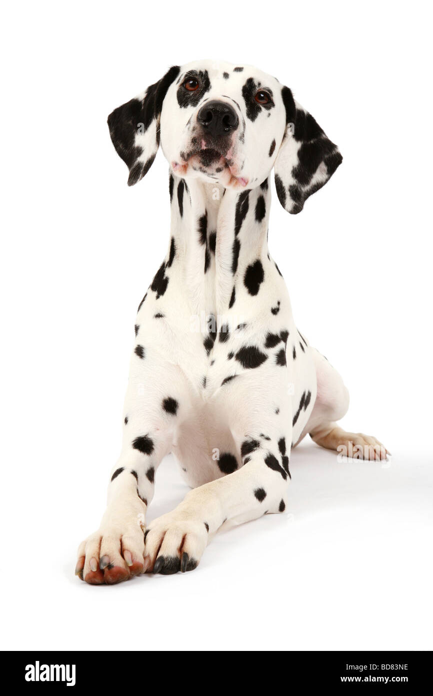 Dalmazia (Canis lupus f. familiaris) dalmata, seduti, con speranza guardando nella telecamera Foto Stock