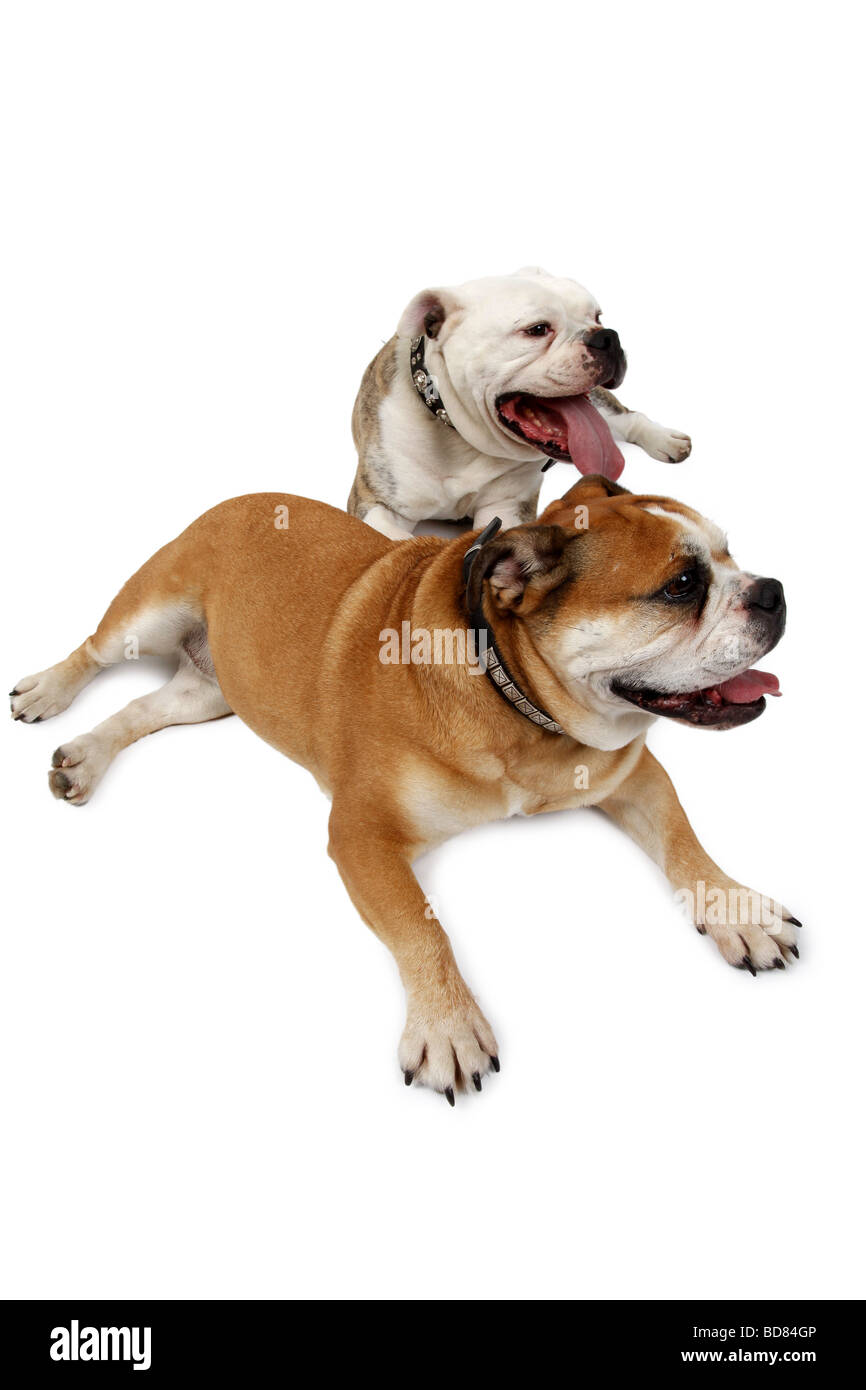 Bulldog inglese (Canis lupus f. familiaris), due cani sdraiato sul pavimento e ansimando Foto Stock