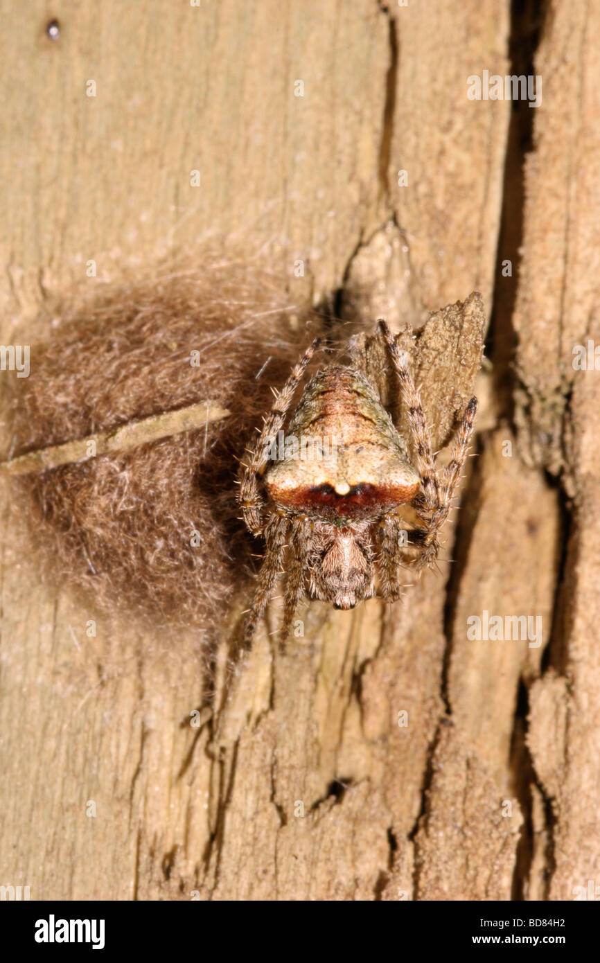 Orb web spider Atea sturmi femmina Araneidae custodire la sua massa di uova su un albero morto REGNO UNITO Foto Stock