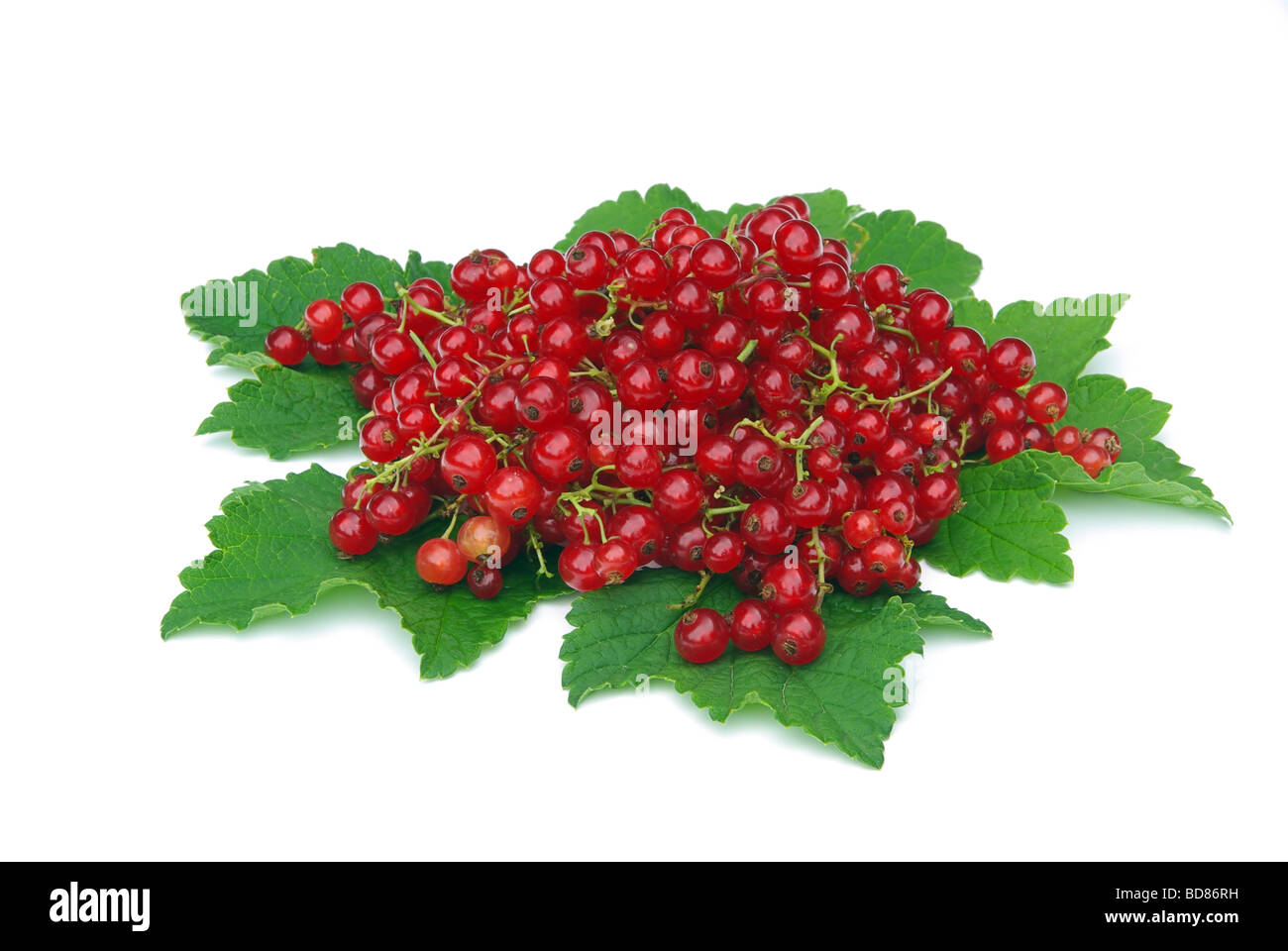 Ribes Johannisbeere 06 Foto Stock