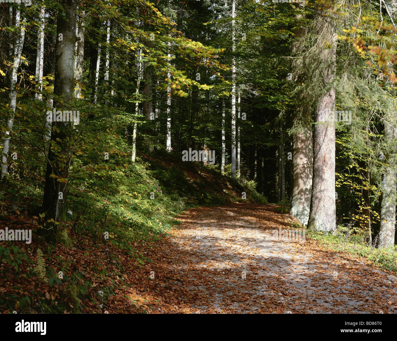 Geografia / viaggi, Germania, Baden-Württemberg, paesaggi, Foresta Nera, Parco Naturale Südschwarzwald, sentiero in legno vicino a Hinterzarten, Additional-Rights-Clearance-Info-Not-Available Foto Stock