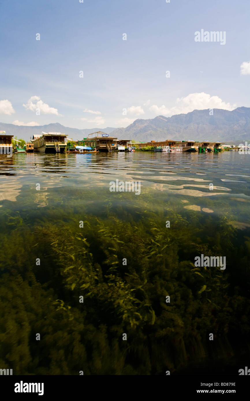 Waterweed, case galleggianti e riflessioni in Dal lago, Kashmir Foto Stock