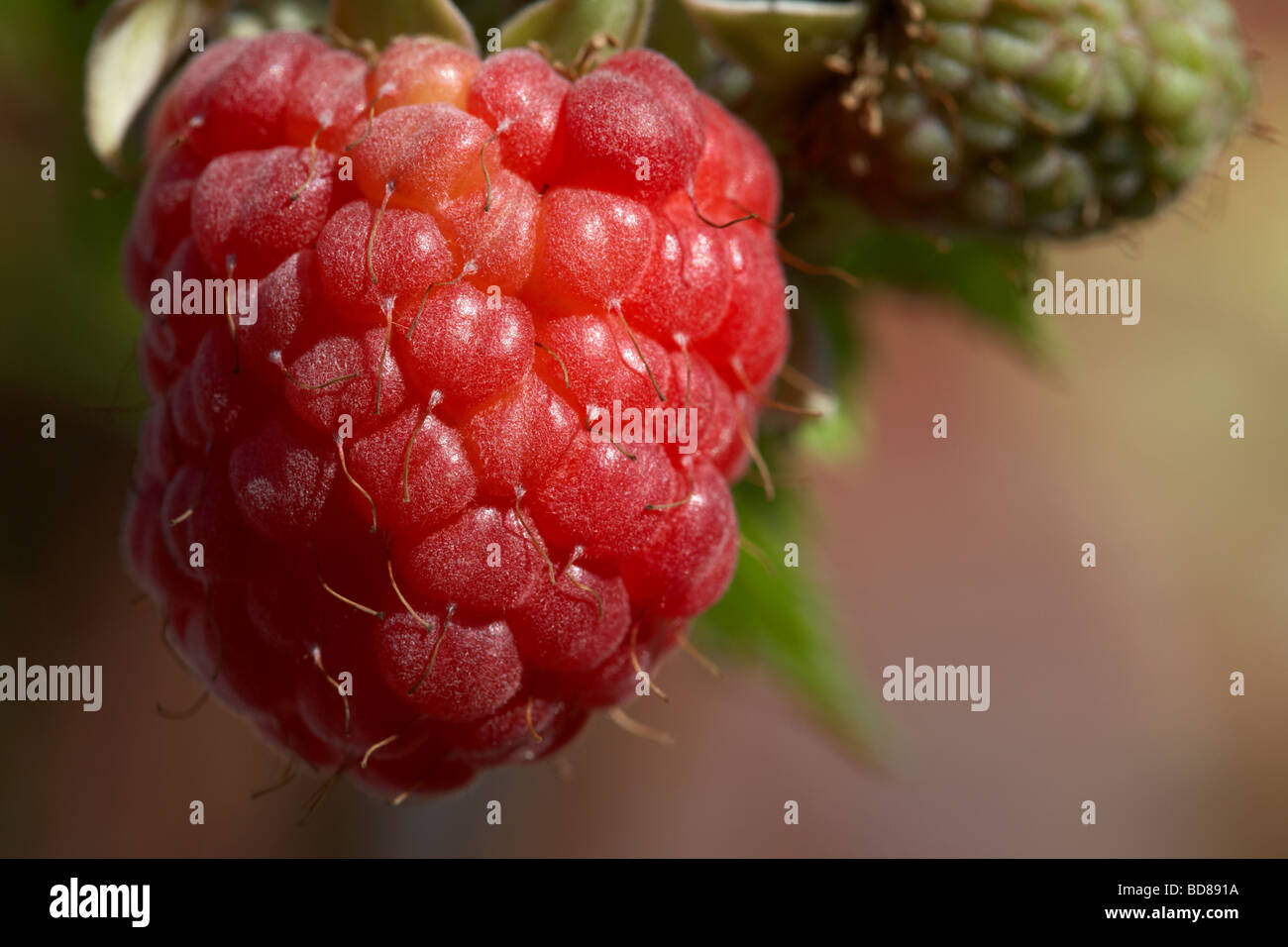 Lampone Rubus idaeus lamponi europea vari stadi che cresce su una boccola in un giardino nel Regno Unito Foto Stock