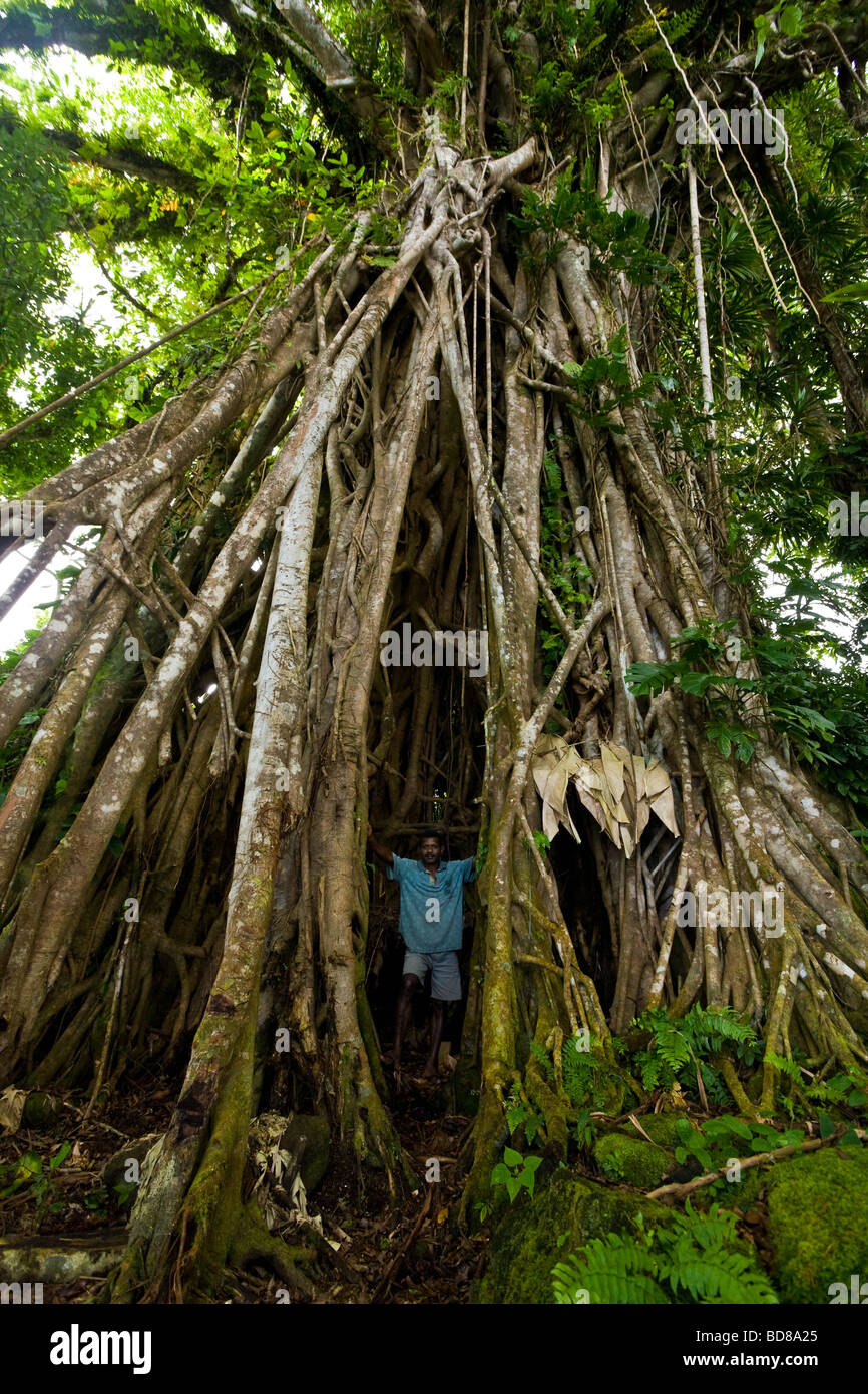La nostra guida all'interno di una grande struttura banyan tree sulla riva del lago Letas Gaua Vanuatu Foto Stock