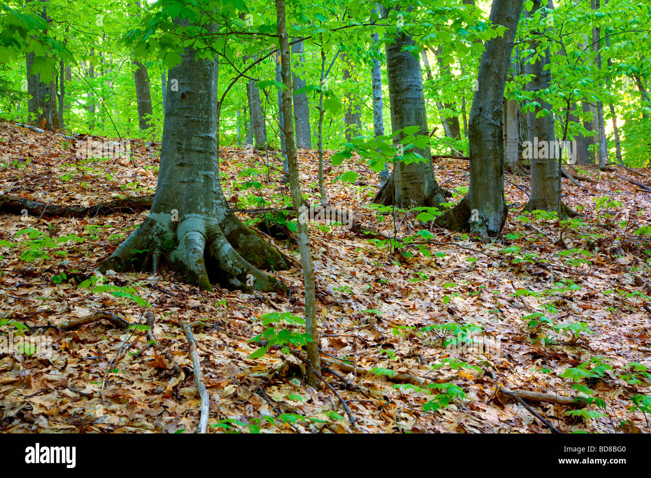 Foresta del Michigan settentrionale in primavera Foto Stock