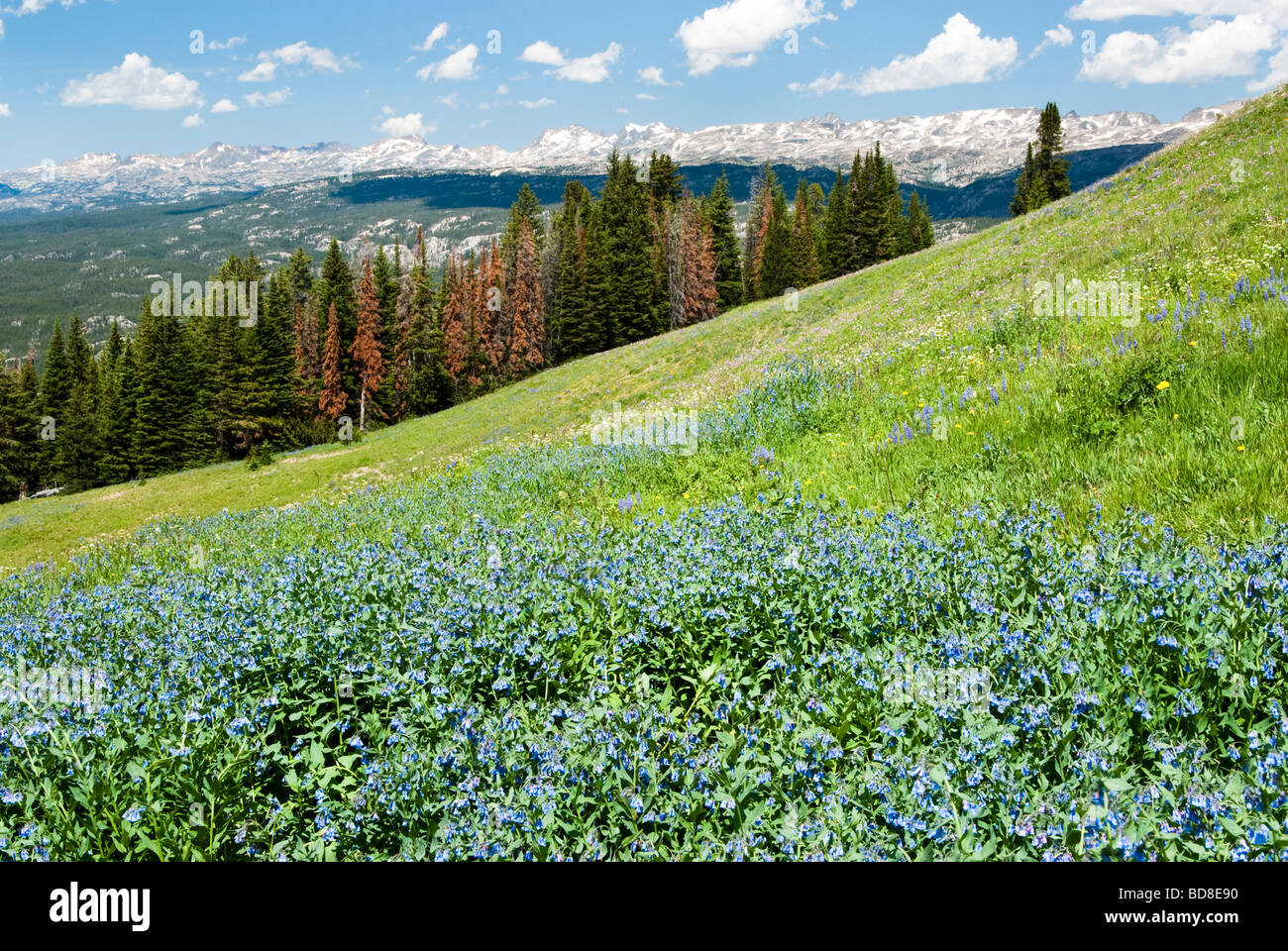 Vista di fiori selvatici alpini lungo la Beartooth Highway in Wyoming Foto Stock