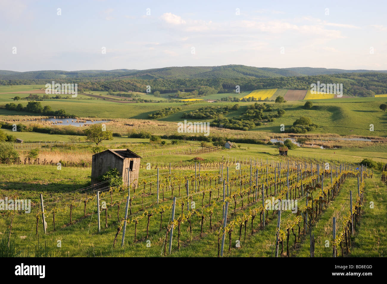 Luce della Sera oltre il paesaggio del Burgenland in Austria con morbide colline, vigne e un piccolo cottage di vecchia, vicino a Ungheria confine. Foto Stock