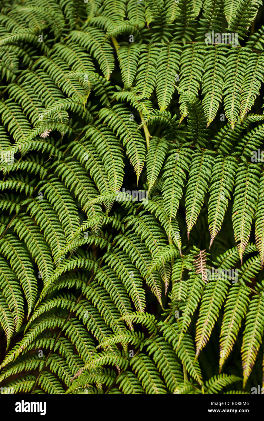 Tree Fern (Cyatheaceae) a Monteverde Cloud Forest Riserve in Costa Rica centrale. Foto Stock