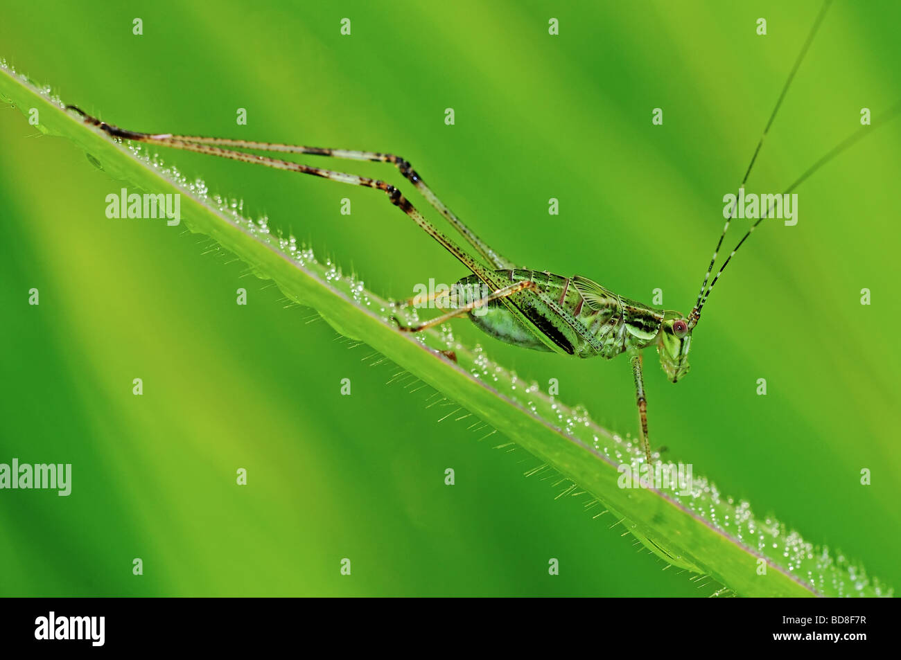 Grasshopper nei parchi Foto Stock