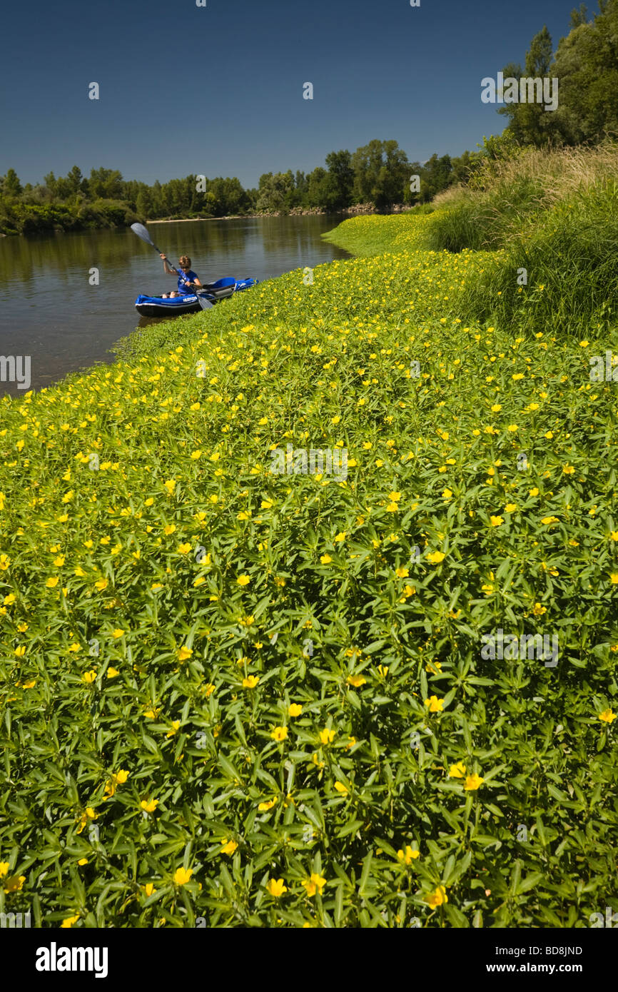 A FIORE GRANDE Primula (Ludwigia grandiflora) accanto al fiume Allier. Jussies à grandes fleurs en bordure d' Allier. Foto Stock