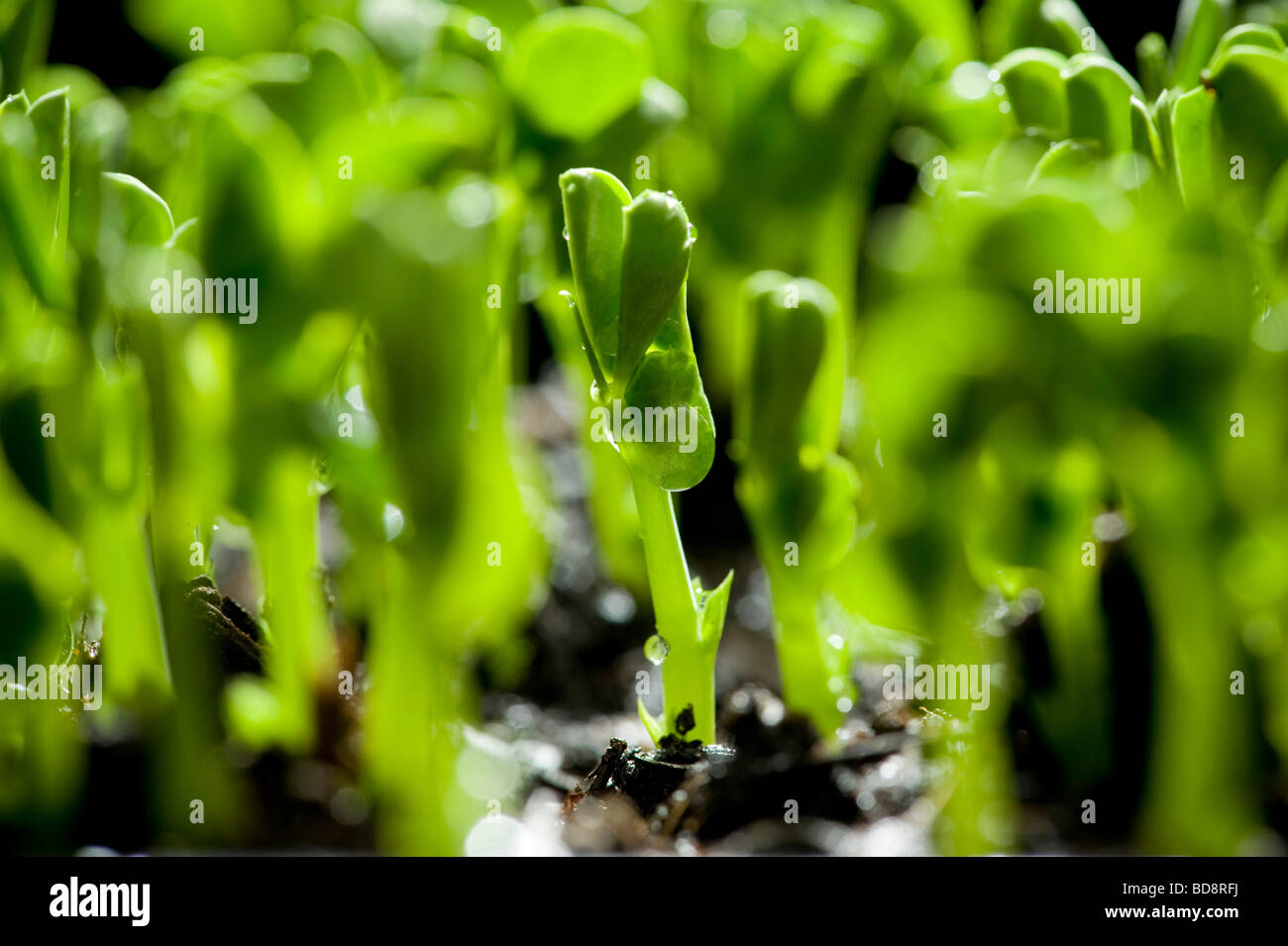 Primo piano di piselli sparare giovani pianta su sfondo nero Foto Stock