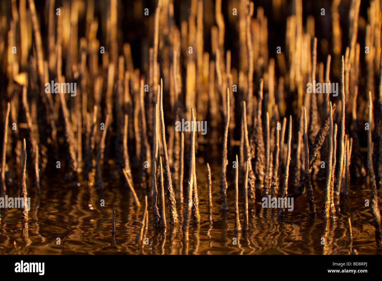 Germogli di mangrovie. Umlalazi Riserva Naturale, Kwazulu-Natal, Sud Africa. Foto Stock