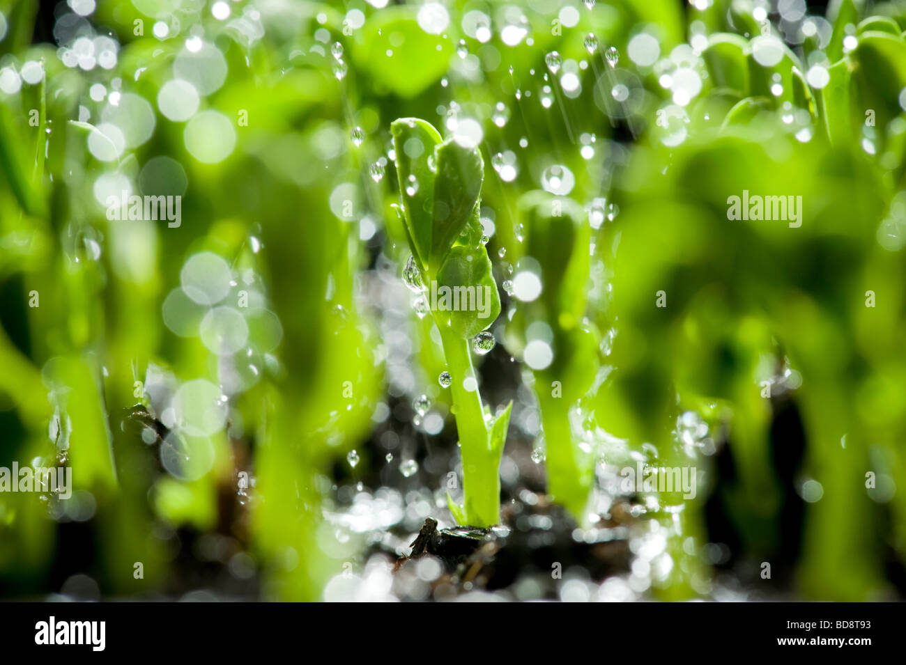 Primo piano di piselli retroilluminati sparare piantine in pioggia su sfondo nero Foto Stock