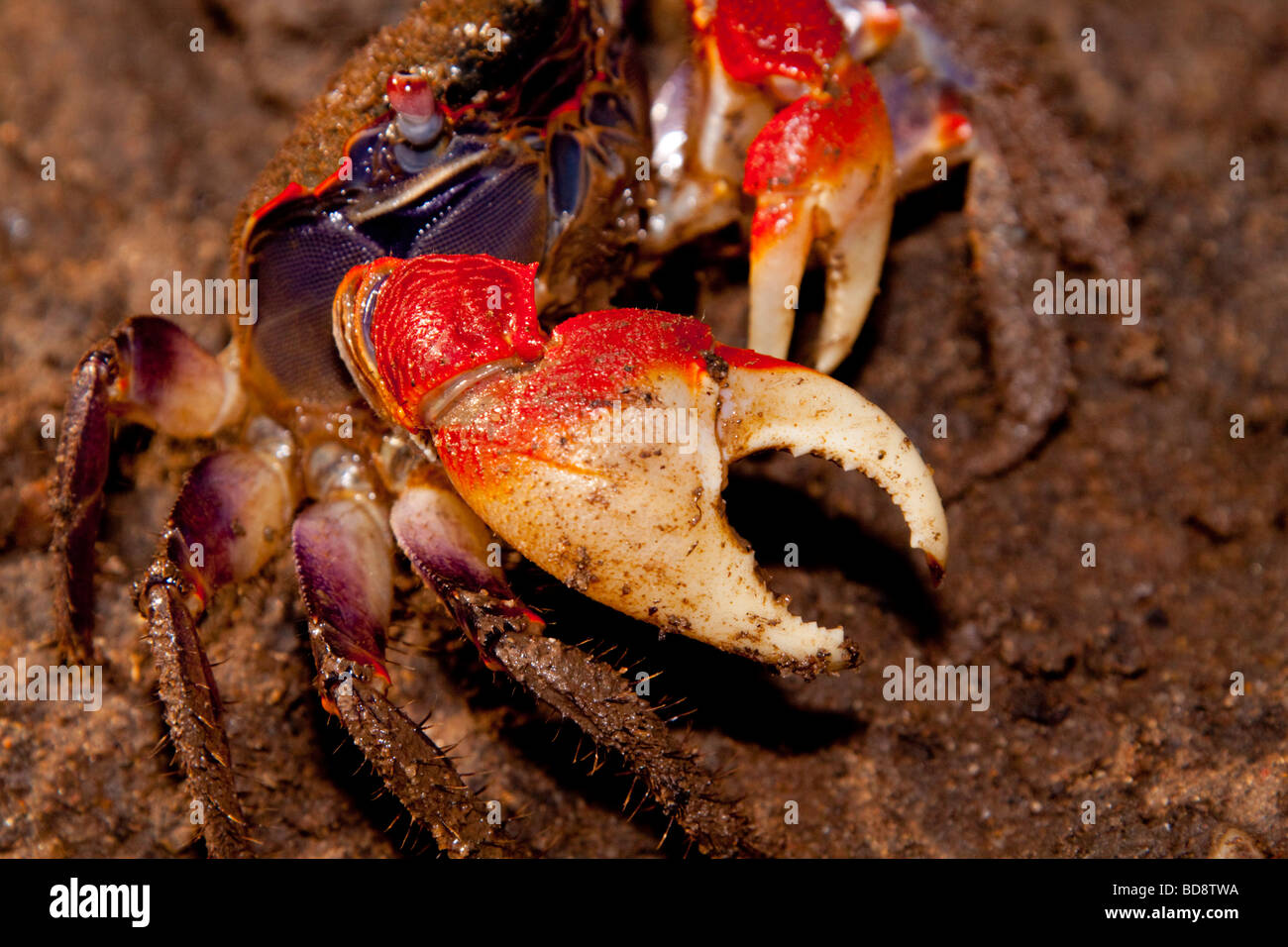 Fiddler Crab presso il Mangrove swap Umlalazi a. Umlalazi Riserva Naturale, Kwazulu-Natal, Sud Africa. Foto Stock