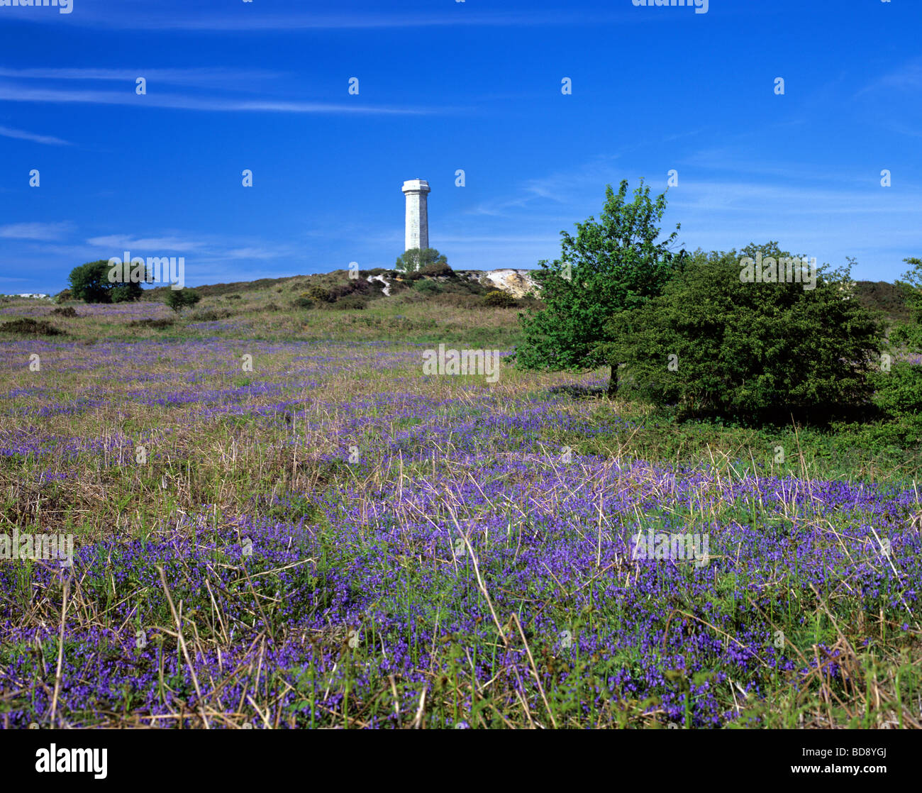 Portesham - Hardy's monumento su Blackdown collina circondata da bluebells Foto Stock