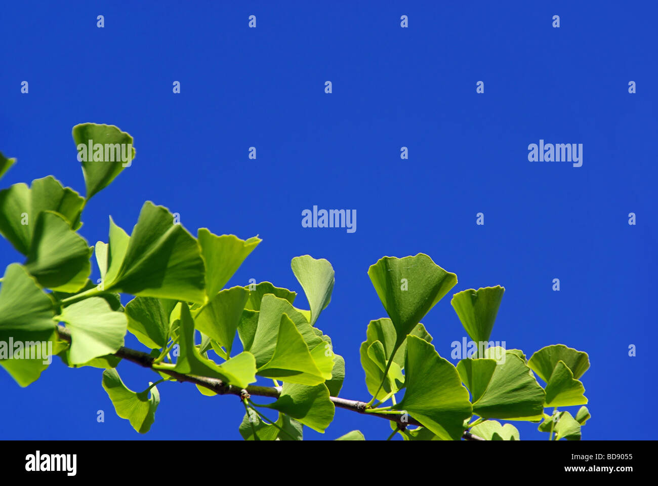 Ginkgo 23 Foto Stock