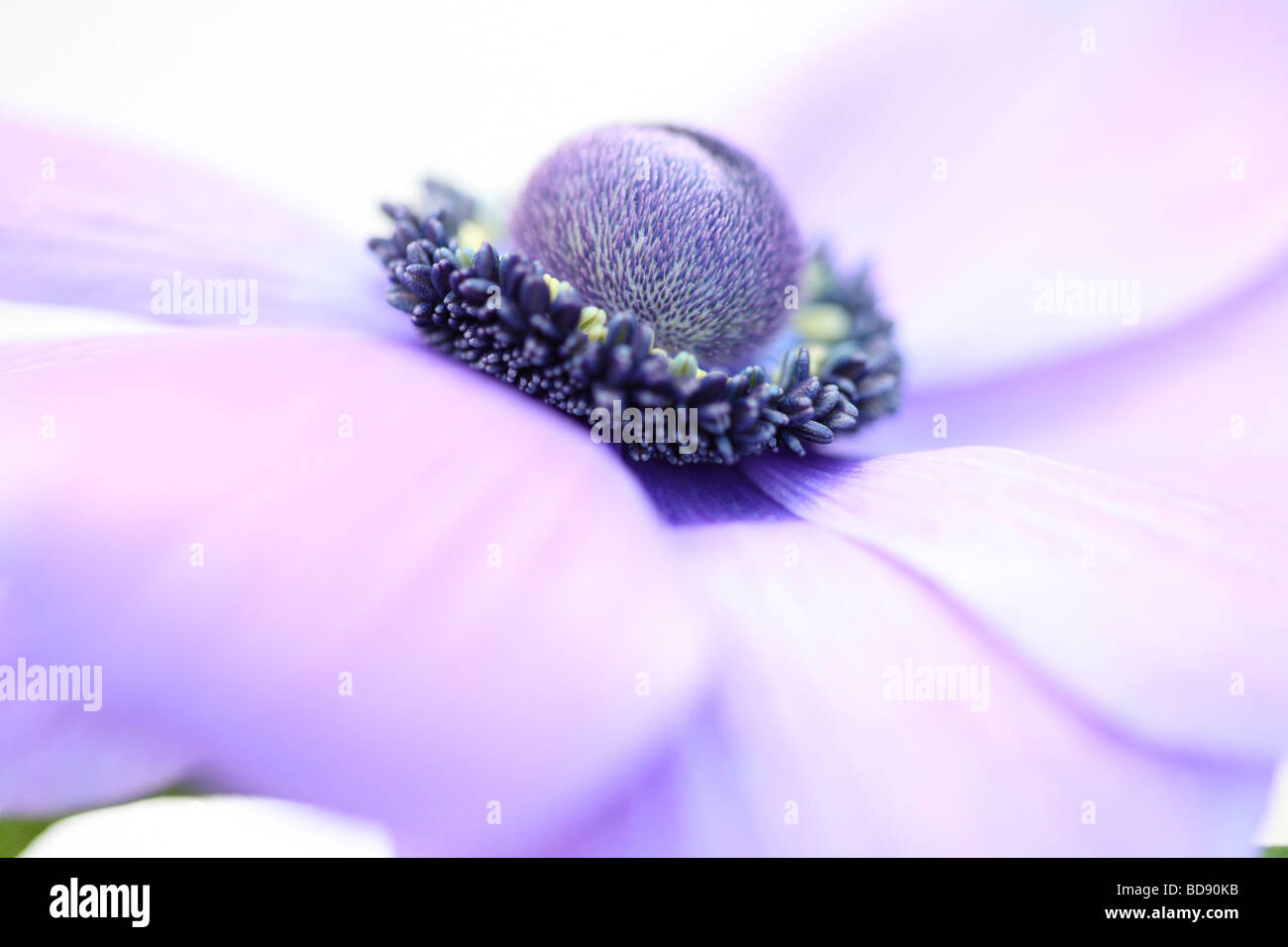 Soft e romantico viola anemone testa di fiori su bianco arte fotografia Jane Ann Butler JABP Fotografia530 Foto Stock