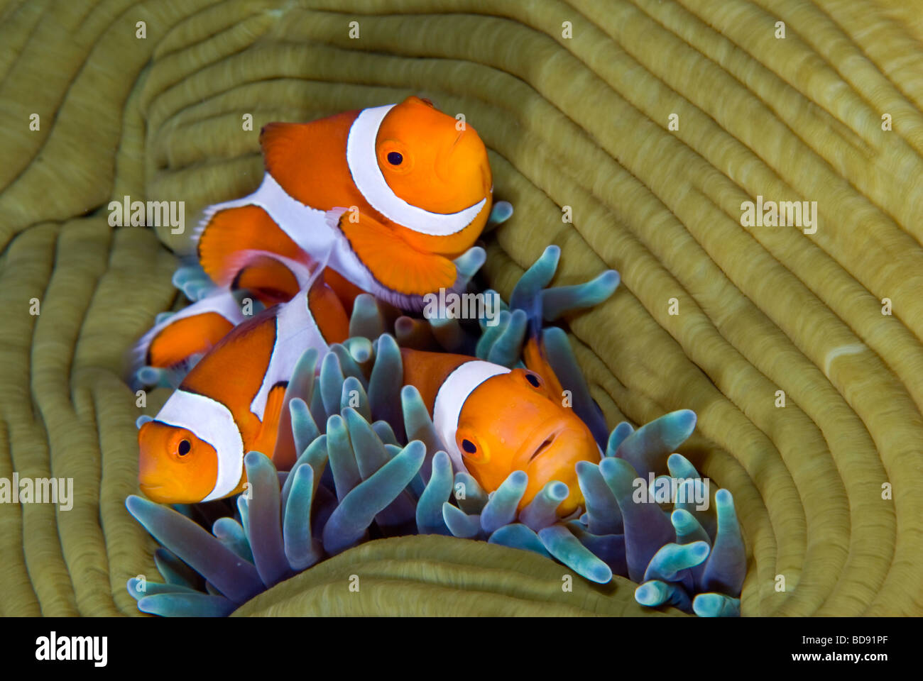 Pesce pagliaccio nascondere nel mare anemone, Cabilao, Filippine Foto Stock
