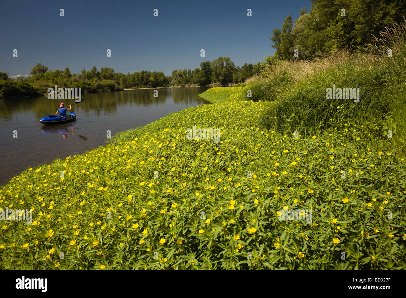 A FIORE GRANDE Primula (Ludwigia grandiflora) accanto al fiume Allier. Jussies à grandes fleurs en bordure d' Allier. Foto Stock