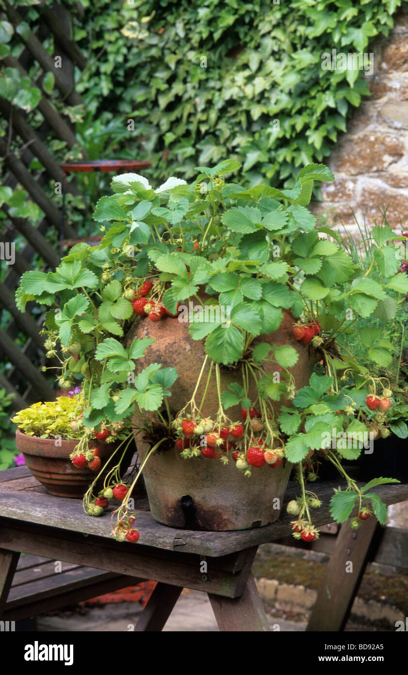 terra cotta fragola torre Fragaria 'Royal Sovereign' Foto Stock