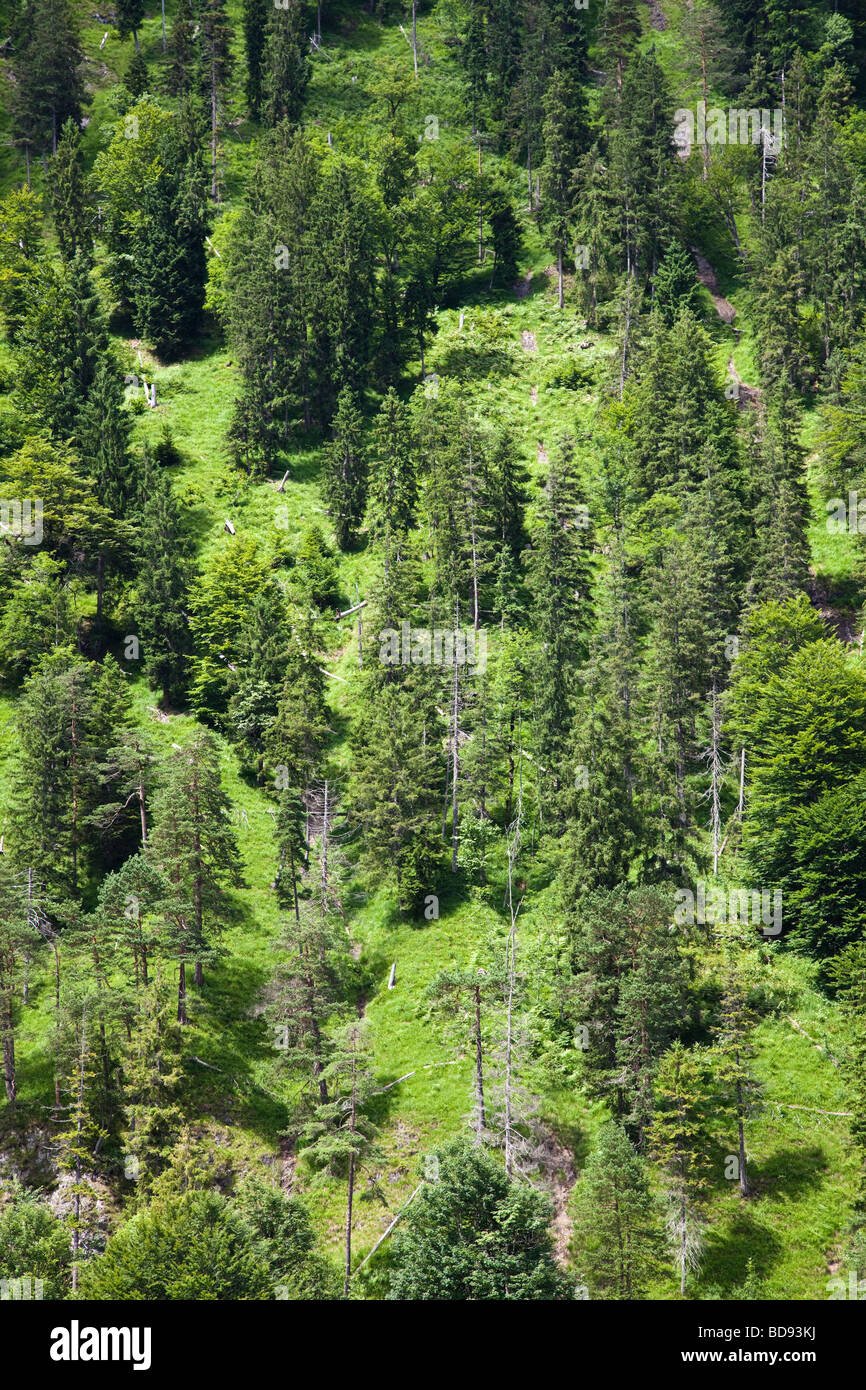 Gli alberi di conifere su una ripida collina Foto Stock