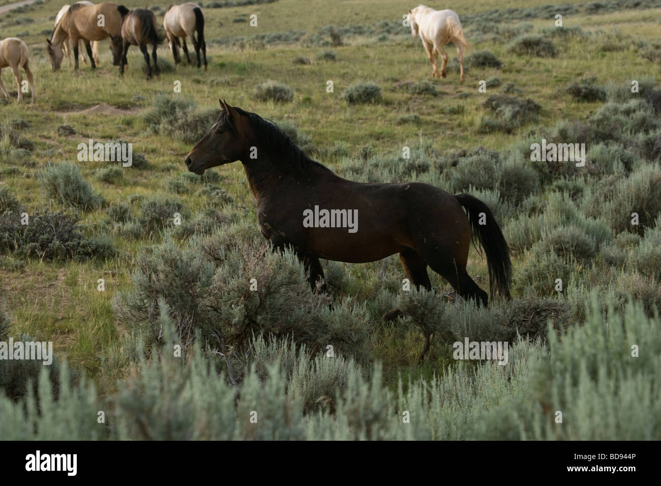 Siamo stati uniti d'America U.S.A. Wyoming Mustangs cavallo selvaggio animale Foto Stock