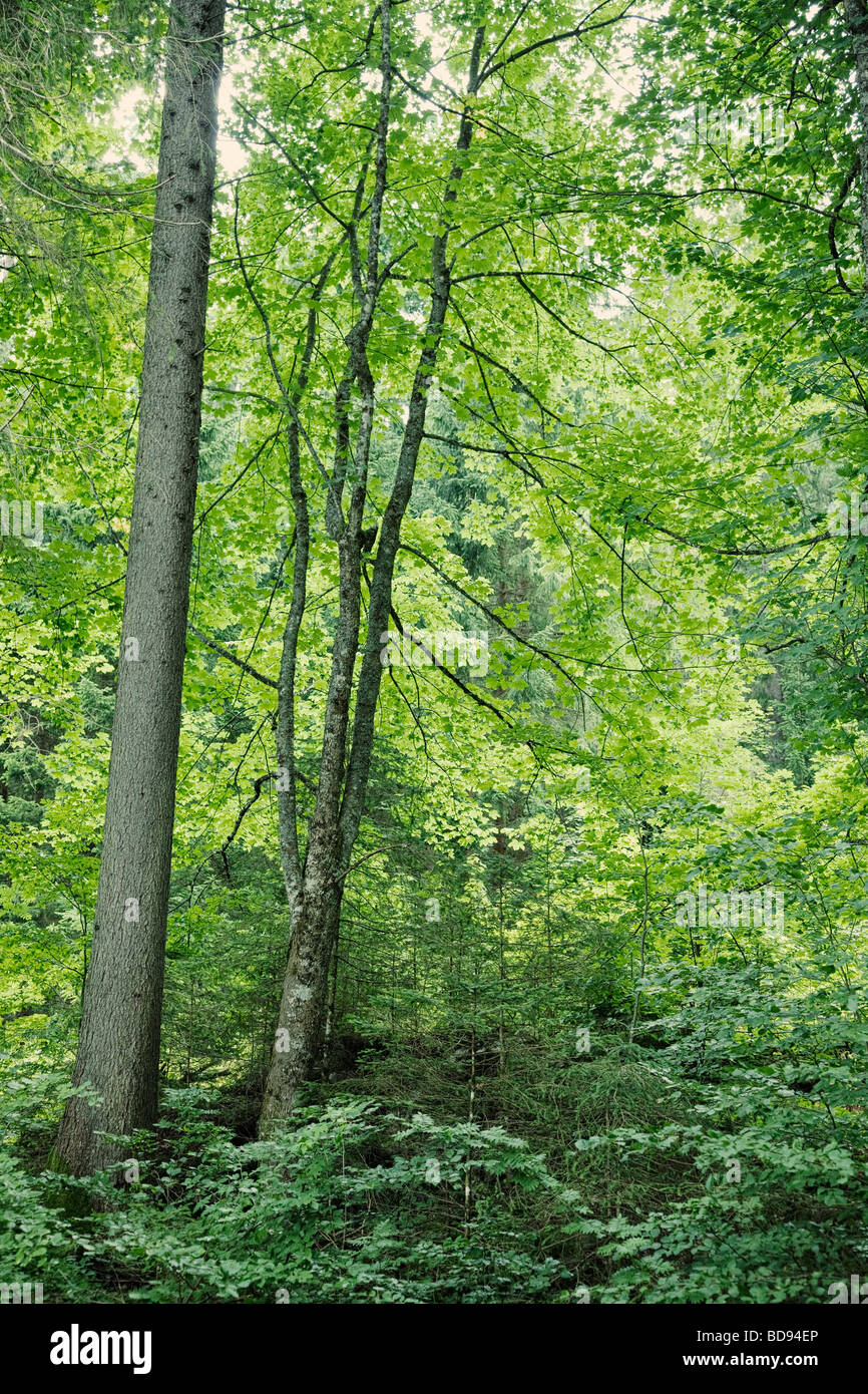 Pezzata dalla luce del sole attraverso gli alberi e le foglie in una foresta Foto Stock