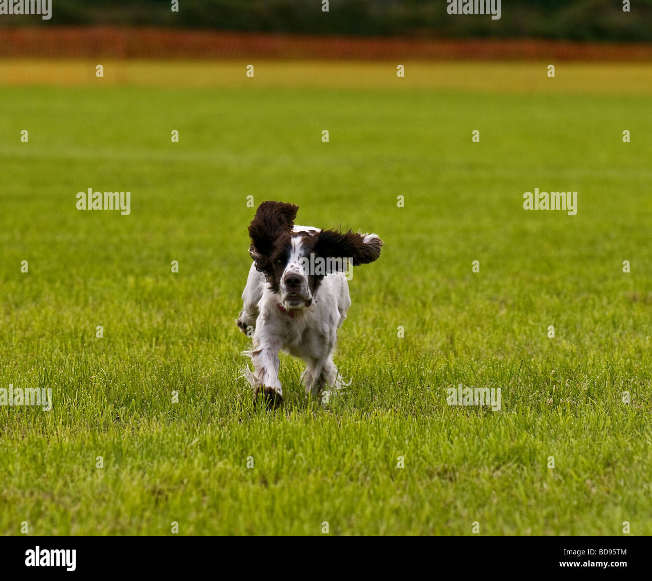 Un Cocker Spaniel gundog a lavorare in un campo in Cornovaglia. Foto Stock