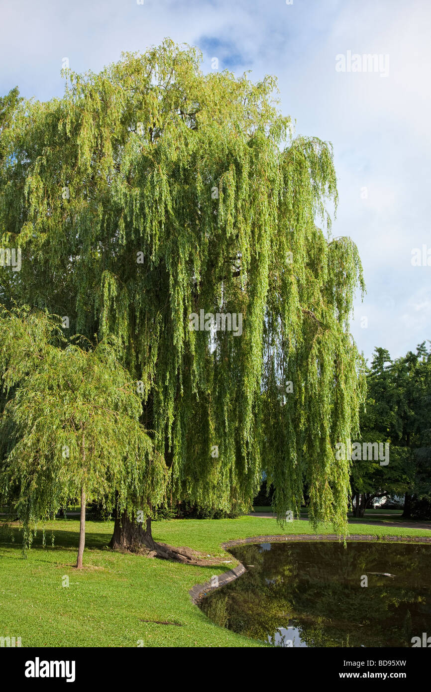 Salice piangente tree e Duck Pond in un parco urbano Foto Stock