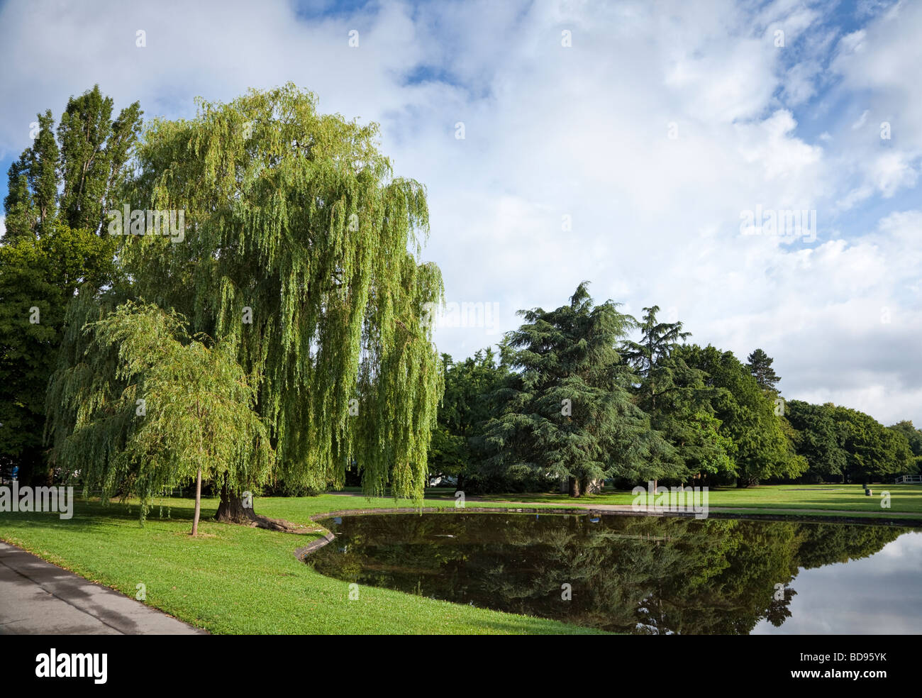 Albero - salice piangente in un parco urbano con laghetto d'anatra Foto Stock