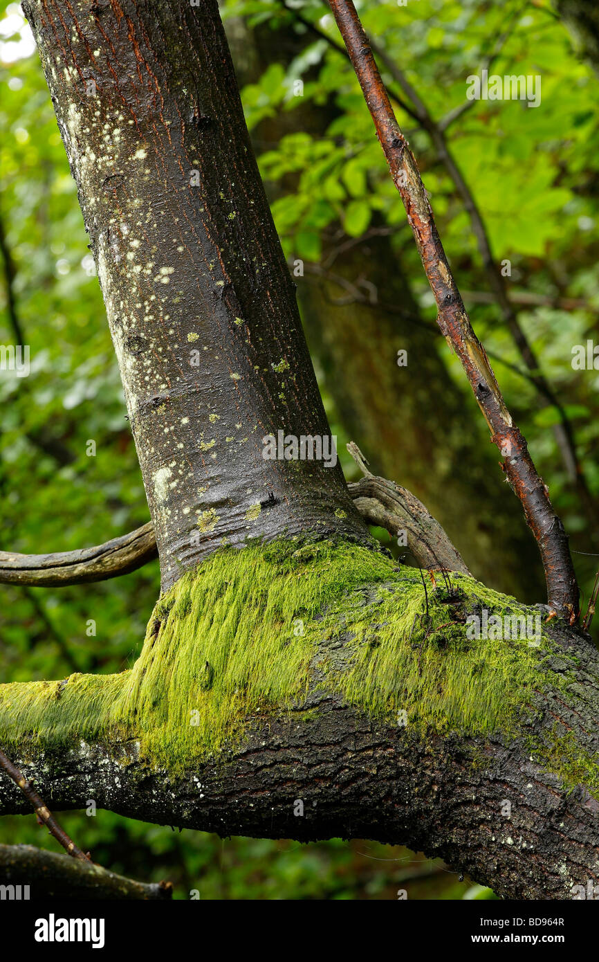 Moss nel tronco di castagno Aller Asturias Spagna Foto Stock