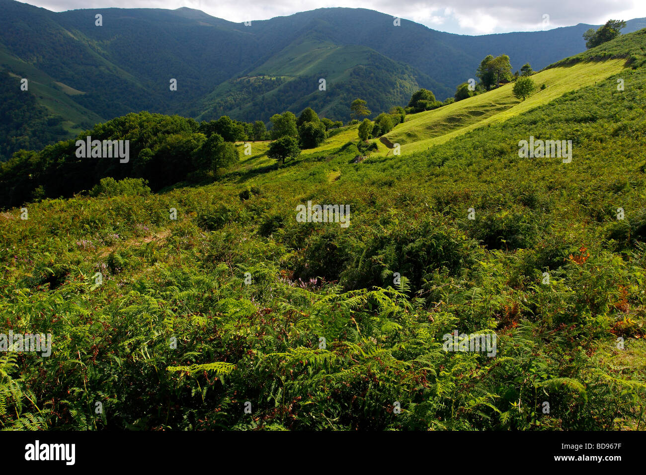 Felci e pascolo in Aller Asturias Spagna Foto Stock