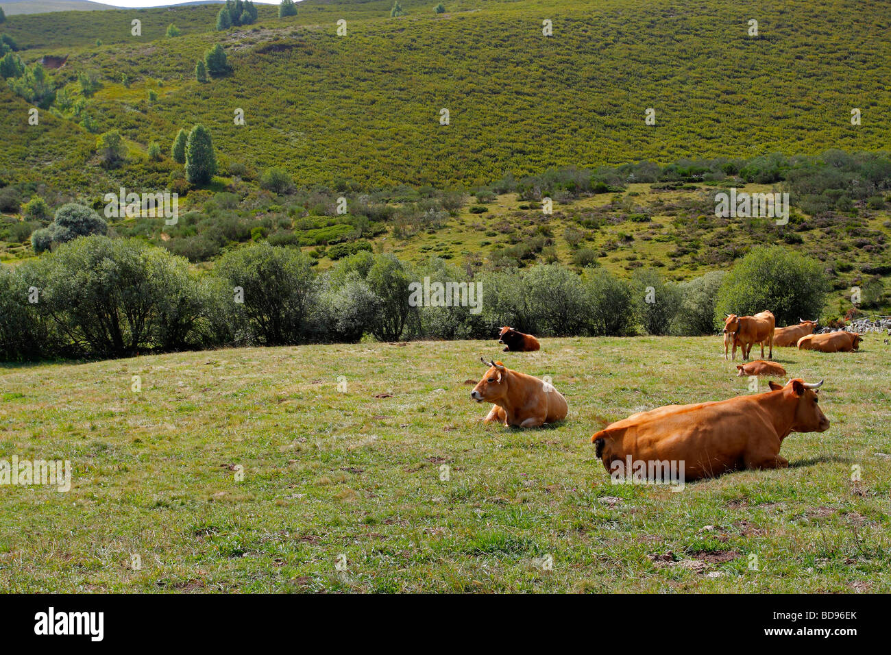 La razza di mucche Asturiana de los Valles León Spagna Foto Stock