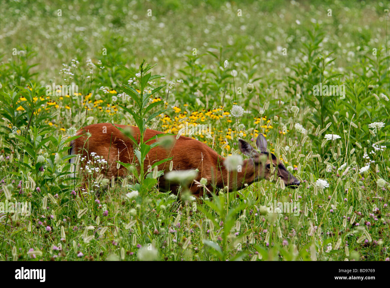 White Tailed Deer rossi in un prato di fiori selvaggi in Cades Cove nel Parco Nazionale di Great Smoky Mountains in Tennessee Foto Stock